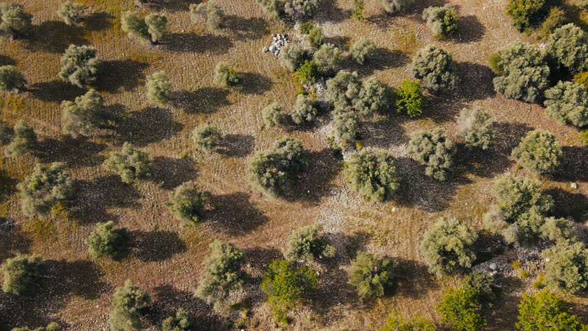 Olive tree farm field seen from above, aerial view