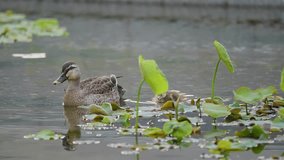 Slow motion video of a duck parent and child playing in an artificial pond. 