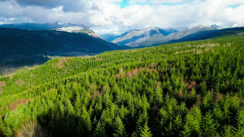 Beautiful forests in Northern Washington State