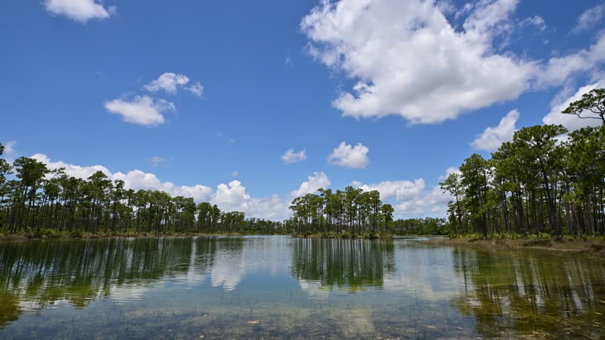 Timelapse of bright summer cloudscape over Long Pine Key in Everglades National Park, Florida 4K.