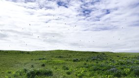Video Footage of hundreds of birds, flying on the field. Iceland