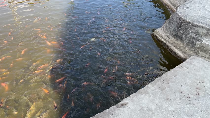 Many carp fish swimming in a outdoor fish pond for decoration and relaxation