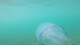 Big Black Sea Medusa swimming