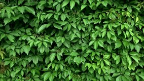 The ivy completely covers the wall of the building, the natural green area outside.Ivy background. Ivy completely covers the brick wall. background, texture - Powered by Shutterstock - Get 15% off with code: PIKWIZARD15