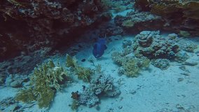 4k video of a Blue Triggerfish (Pseudobalistes fuscus) in the Red Sea, Egypt