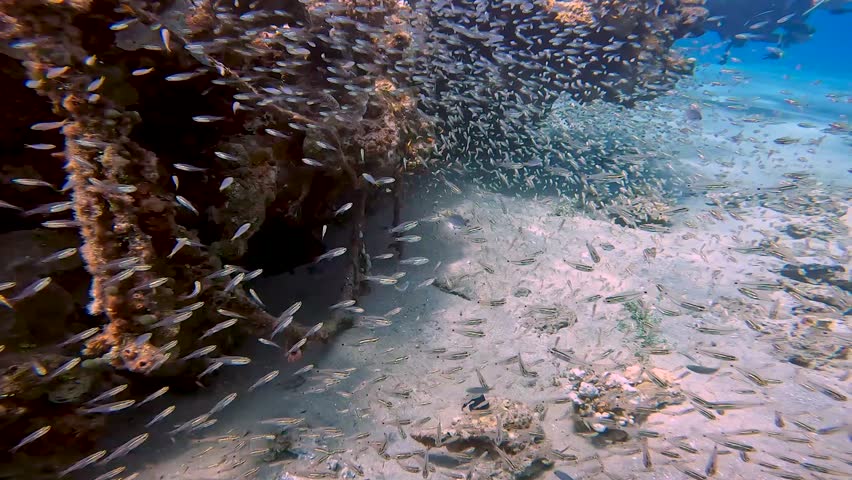 4k video of Pygmy Sweepers aka Glassfish (parapriacanthus ransonneti) in the Red Sea, Egypt Royalty-Free Stock Footage #1104472925