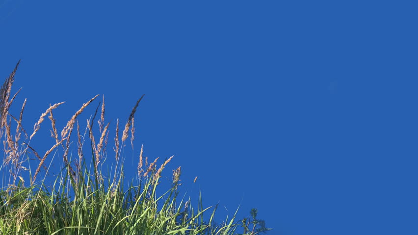 Captivating Natural Beauty: Mesmerizing Real Green Grass Footage with Alpha Matte Mask for Seamless Compositing and Creative Flexibility in Video Production, 4K