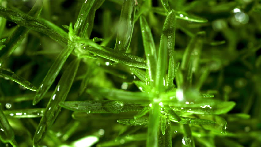 Raindrops fall on rosemary. Filmed is slow motion 1000 fps. High quality FullHD footage