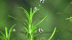 Rosemary with drops of falling water. Filmed is slow motion 1000 fps. High quality FullHD footage