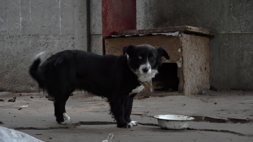 Dog runs sadly near the booth on a chain and guards the house. Guard dog outside in his little house. The dog is chained. Puppy on a leash is hungry.