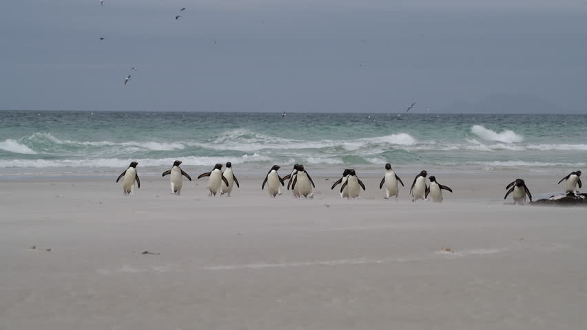 Rockhopper penguin in Falkland Islands Royalty-Free Stock Footage #1104479641