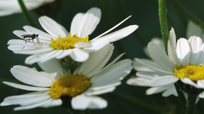 Daisies flowers closeup, sunlight, summer, holiday, congratulations, good mood  | Shutterstock HD Video #1104480459