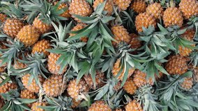 The pile of harvested ripe pineapples. Large harvest of fresh pineapples stacked closeup video. 