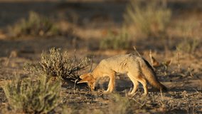A Cape fox (Vulpes chama) in natural habitat, Kalahari desert, South Africa