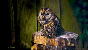 Close up of small owl sitting on a tree stump and looking around