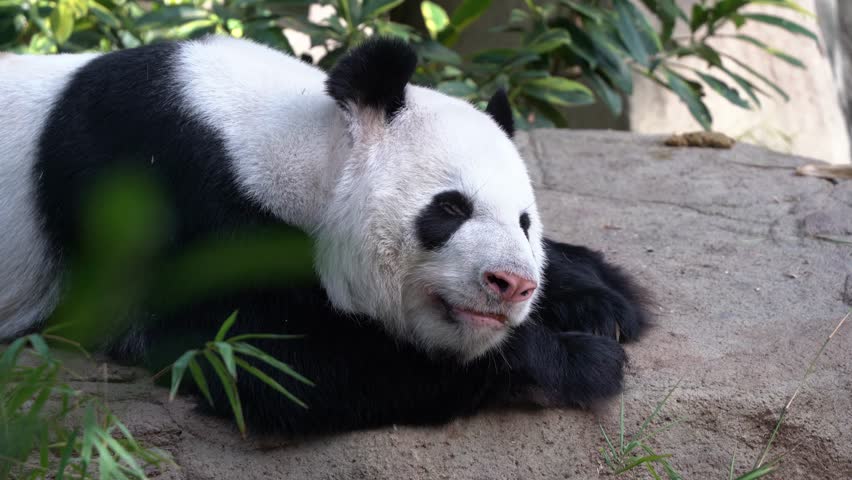 Epic shot of a adorable black and white panda resting on a rock in zoo. epic shot of a giant panda bear resting on rock in china | Shutterstock HD Video #1104485657