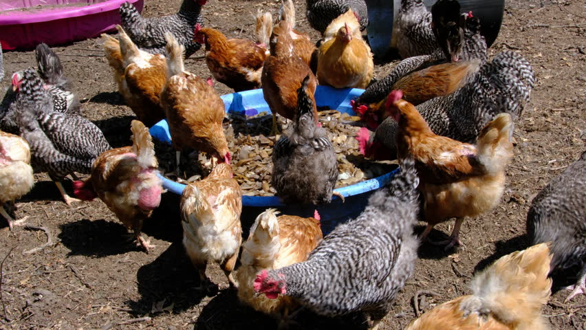 Lot of hens feed from round container with prepared animal food from vegetable scraps and cooked ricer and beans.