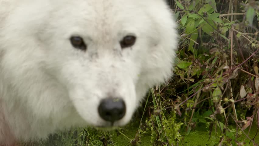 epic shot of a wild arctic wolf closeup standing alone in the forest. epic front view closeup of a arctic wolf walking in the forest Royalty-Free Stock Footage #1104486927