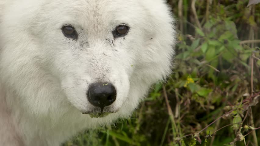 Epic shot of a wild arctic wolf closeup standing alone in the forest. epic front view closeup of a arctic wolf walking in the forest | Shutterstock HD Video #1104486927
