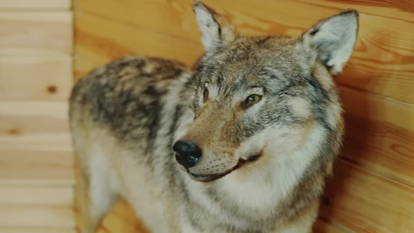 A stuffed animal predator of a wolf stands in a country house against the background of a wooden wall. Hunter's house. | Shutterstock HD Video #1104487251