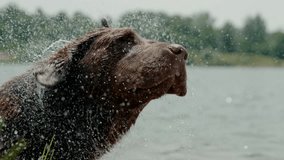 Dog shaking water off fur slow motion video