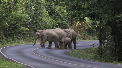 Herd of wild elephant live in the National Park. Stockvideó
