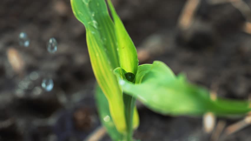 Agriculture. Green corn germ in drops of life-giving water. Farmer waters green corn sprout in fertile soil.Organic farm watering corn. Rain on leaves of plants.Agricultural production of corn on farm Royalty-Free Stock Footage #1104494735