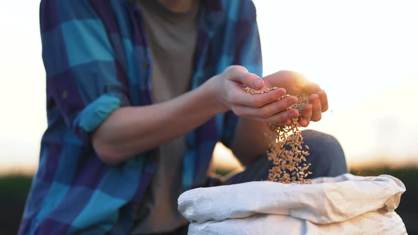 Farmer holds crop of wheat in his hands. Barley cereals in bag. Beer production. Farmer hands hold wheat seeds. Growing barley crops.Seed of cereal plants. Agriculture.Happy farmer with barley harvest