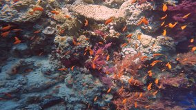 4k video of Golden Anthias (Pseudanthias squamipinnis) in the Red Sea, Egypt