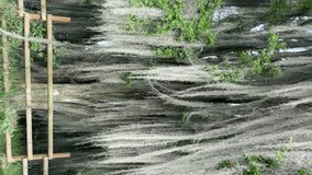 Tree with hanging lichens moved by the wind. Vertical video. Tree with gray mane. Video without movement. - Powered by Shutterstock - Get 15% off with code: PIKWIZARD15