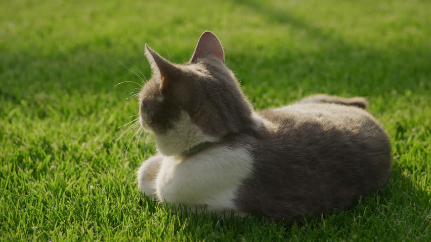 Tabby Cat Shaking Head while Laying on the Green Grass Lawn Royalty-Free Stock Footage #1104500025