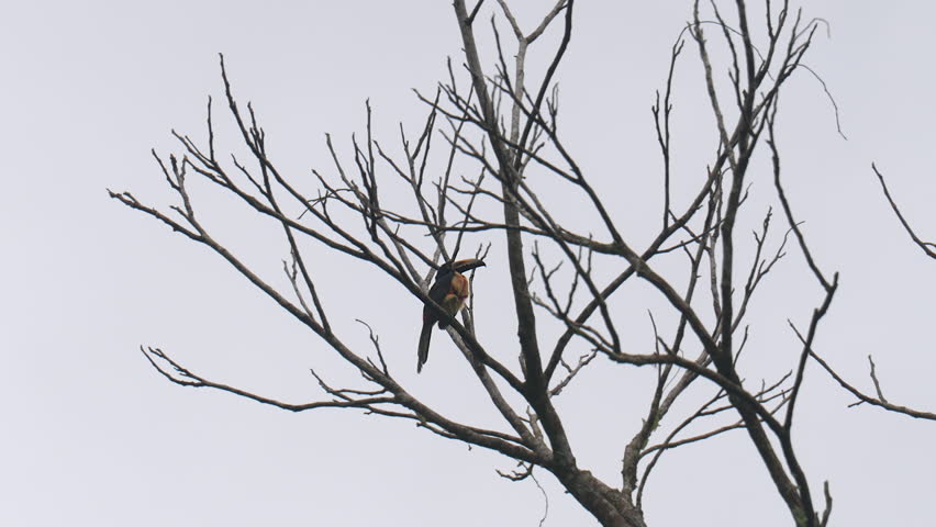 Collared Toucanet or Collared Toucanet (Pteroglossus torquatus)