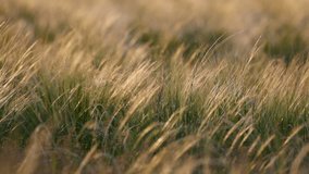 Feather grass - Lat. Stipa. in the spring steppe. Soft dreamy white grass feather in wind with warm summer sun light, a spring or summer background. Slow motion 120 fps video