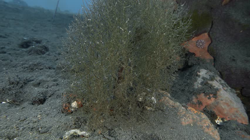 A green tree-like hydroid grows on the sandy bottom of the sea next to multi-colored stones overgrown with corals. Indonesia island Bali. | Shutterstock HD Video #1104504637