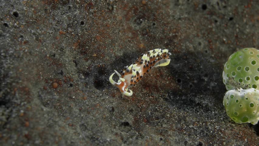 A multi-colored nudibranch sits on a sponge, swaying in a light current.
Indian Caloria (Caloria indica) IP, 30 mm. ID: orange with white markings and lines, white-tipped cerata. | Shutterstock HD Video #1104504759