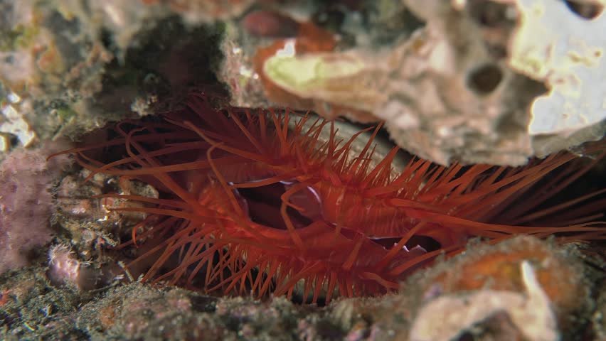 A red electric clam sits in a crevice between rocks and filters the sea water. The electric clam is widely distributed in the tropical waters of the central Indo-Pacific. | Shutterstock HD Video #1104505363