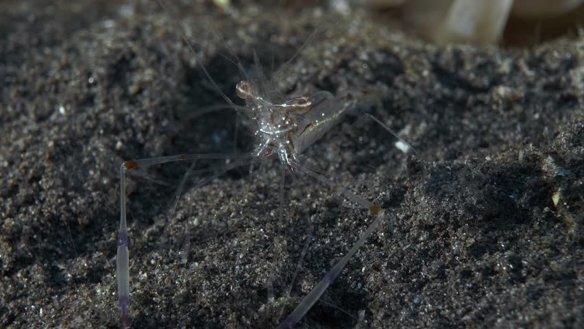 The shrimp moves its long claws and crouches on its feet.
Red white-striped shrimp (Cuapetes sp.) Indonesia, 3 cm. ID: dark-red stripe with round knots, red lines outlined with white. | Shutterstock HD Video #1104505643