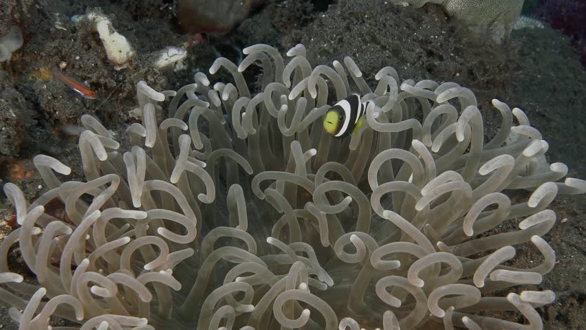 A black and white fry of a clown fish hides among the long tentacles of an anemone.
Saddleback Anemonefish (Amphiprion polymnus) WP to Bali, 12 cm. White saddle, dark tail spot.  | Shutterstock HD Video #1104505759