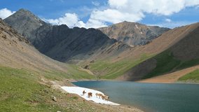 Video of Mountain Spirits Lake in Altai mountains. Herd of horses hides from horseflies on a snowfield. Kurai mountain range. Mountains are rich in mercury deposits and red from cinnabar. 
