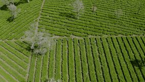 Tea Plantation Aerial Video, 2K Resolution, Tea Plantation Hill at Rancabali, Indonesia.