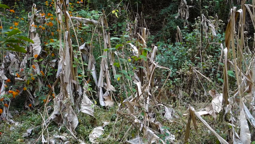 Dried up banana trees crop due to lack of water. Uttarakhand India. | Shutterstock HD Video #1104507725