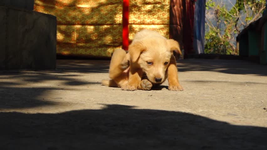 october 14th 2022, dehradun India. A cute brown puppy scratching and biting itself.