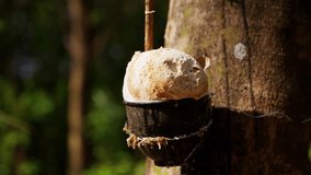 A video showing natural rubber being harvested on a rubber tree located in Thailand during daytime