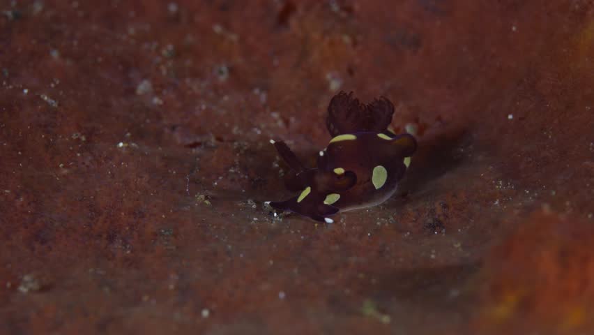 A super rare sea creature - sea slug - Trapania sp. on a sponge. Underwater macro world of Tulamben, Bali, Indonesia.