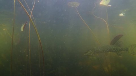 Slow motion shot of a northern pike moving slowly between stems of white water-lily in a Finnish lake.