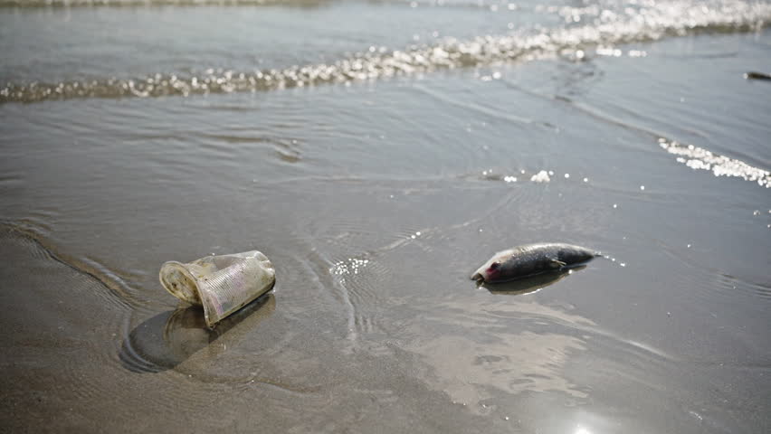Fish dead on the beach and Plastic Waste Problem.water contaminated,microplastic,plastic,chemical,oil refinery factory,oil contaminate.Water pollution environment,Waste and micro plastic concept. | Shutterstock HD Video #1104508937
