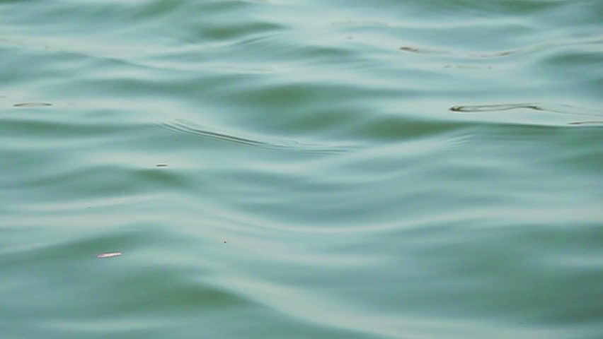 Swallow pinching insect on a water slow motion