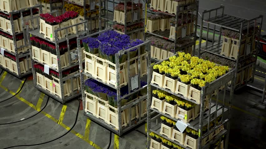 Huge flower auction warehouse in Aalsmeer, Netherlands 03.31.2023. Warehouse workers deliver orders for wholesale flower buyers on trucks and vans around warehouse.Many different bright fresh flowers. Royalty-Free Stock Footage #1104516759