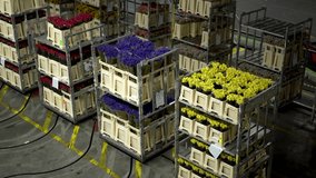 Huge flower auction warehouse in Aalsmeer, Netherlands 03.31.2023. Warehouse workers deliver orders for wholesale flower buyers on trucks and vans around warehouse.Many different bright fresh flowers. - Powered by Shutterstock - Get 15% off with code: PIKWIZARD15