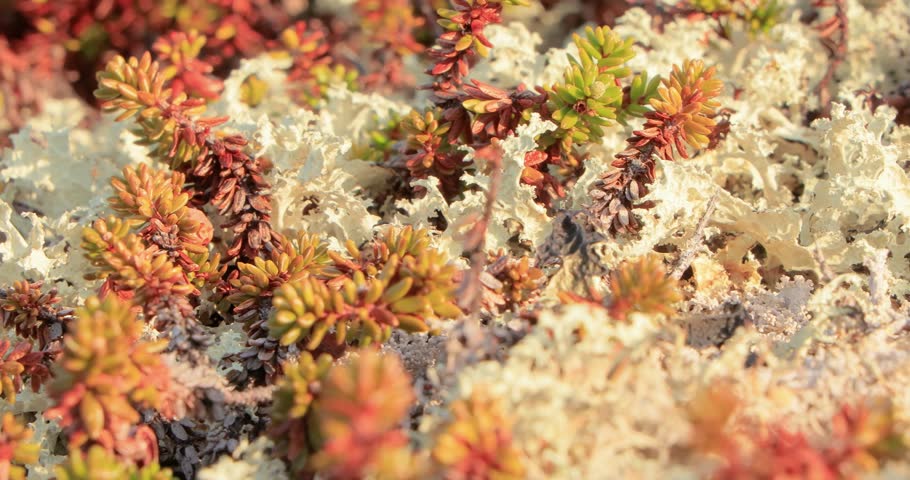 Arctic Tundra lichen moss close-up. Found primarily in areas of Arctic Tundra, alpine tundra, it is extremely cold-hardy. Cladonia rangiferina, also known as reindeer cup lichen. Royalty-Free Stock Footage #1104520669